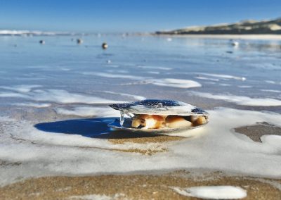 aangespoelde schelp langs de vloedlijn katwijk aan zee