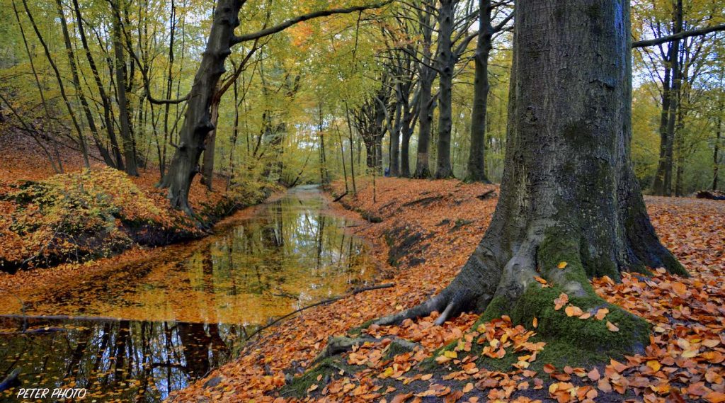 herfst in bos met rode bladeren aan de katwijkerweg bij katwijk