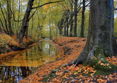 herfst in bos met rode bladeren aan de katwijkerweg bij katwijk