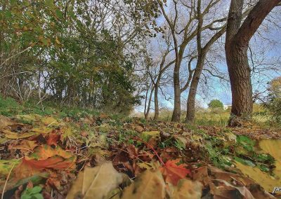 kleurige herfstbladeren op de grond met kale bomen in park rijnsoever katwijk aan zee