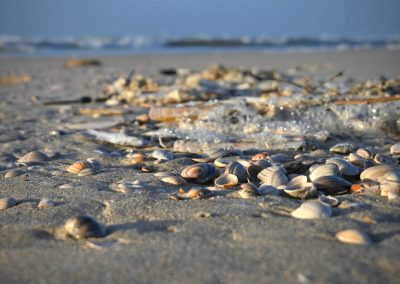 mooie schelpen liggend op strand in de zon bij eb